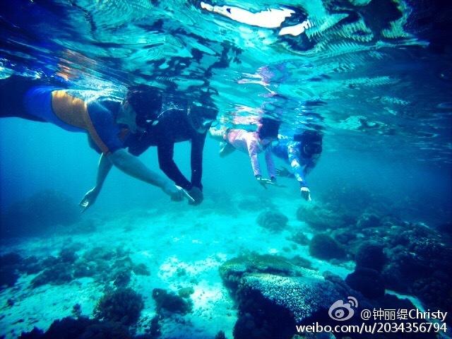 赤麻鸭现身青海门源县